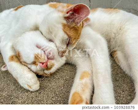 玩貓~Chibi and Minira 103928876