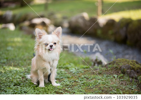 一條狗在河邊擋熱 一條狗在河邊擋熱 103929035