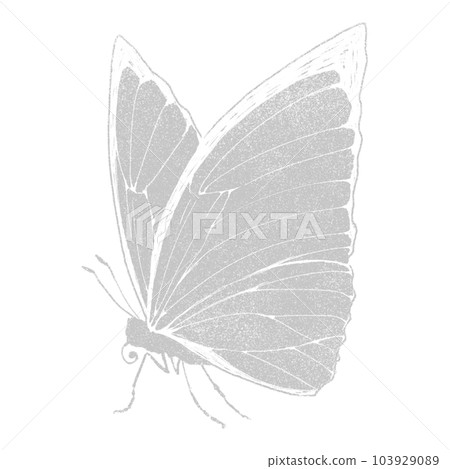 Morpho butterfly seen from the side (single item) / silver foil stamp 103929089