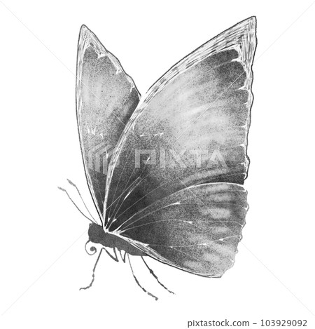 側面看大閃蝶（單品）/水墨款 103929092