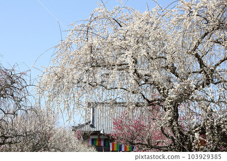 Plum of Makufukuji 103929385
