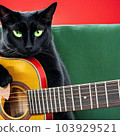 black cat playing red guitar 103929521