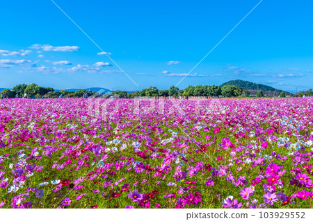 藤原宮遺址的宇宙 103929552