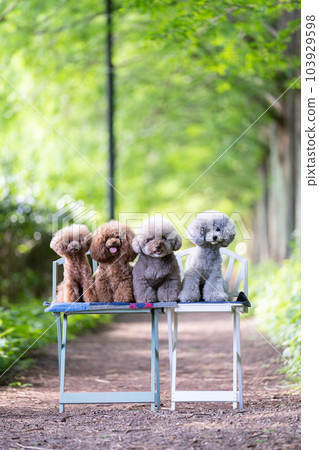 一套 4 只玩具貴賓犬 一套 4 只玩具貴賓犬 103929598