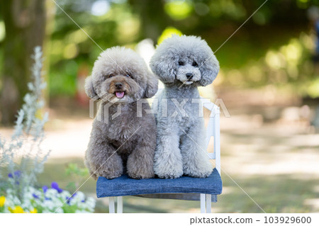 2玩具貴賓犬 103929600