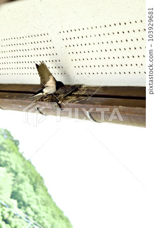 Swallows starting to nest under the eaves of a house Swallows starting to nest under the eaves of a house 103929681