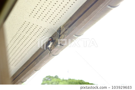 燕子開始在屋簷下築巢 103929683