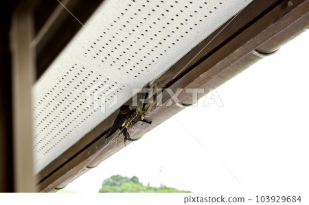 燕子開始在屋簷下築巢 燕子開始在屋簷下築巢 103929684