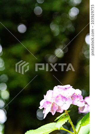 Sogo Reido Hydrangea Festival 103929755