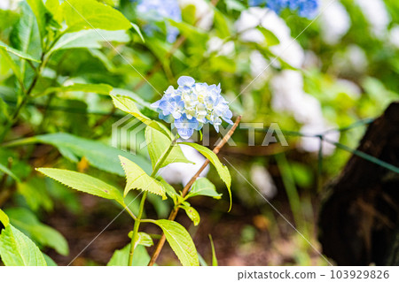 Sogo Reido Hydrangea Festival Sogo Reido Hydrangea Festival 103929826