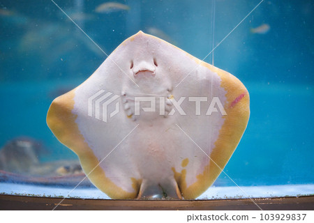 室戶廢學園水族館的可愛黃貂魚 室戶廢學園水族館的可愛黃貂魚 103929837