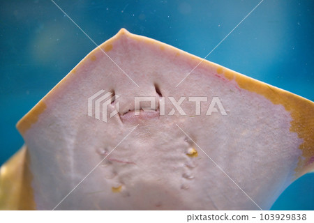 Muroto Abandoned School Aquarium's cute stingrays Muroto Abandoned School Aquarium's cute stingrays 103929838