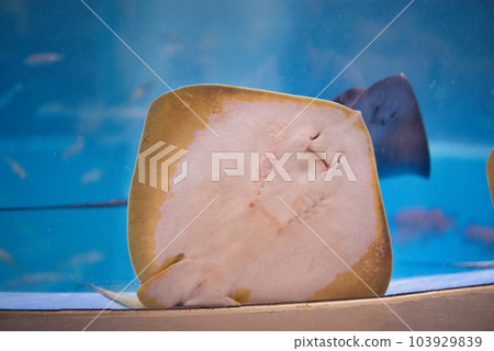 室戶廢學園水族館的可愛黃貂魚 室戶廢學園水族館的可愛黃貂魚 103929839
