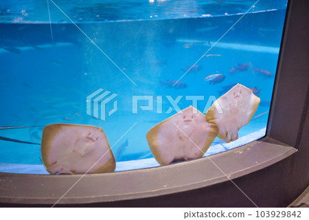 室戶廢學園水族館的可愛黃貂魚 室戶廢學園水族館的可愛黃貂魚 103929842