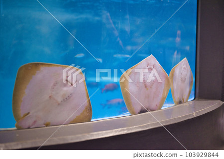 Muroto Abandoned School Aquarium's cute stingrays Muroto Abandoned School Aquarium's cute stingrays 103929844