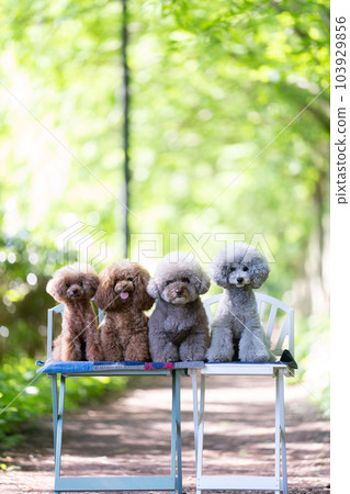A set of 4 toy poodles 103929856