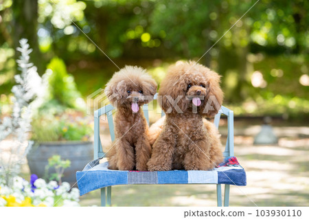 2 Toy Poodle 2 Toy Poodle 103930110