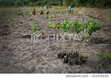 Local people and volunteers help reforestation for better environment . Local people and volunteers help reforestation for better environment . 103930240