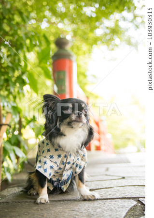 一隻穿著浴衣在橋前陰涼處避暑的狗 一隻穿著浴衣在橋前陰涼處避暑的狗 103930315