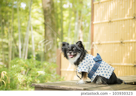 A dog wearing a yukata and sitting in front of a bamboo fence A dog wearing a yukata and sitting in front of a bamboo fence 103930323