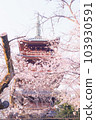 (Tokyo) five-storied pagoda and cherry blossoms 103930591