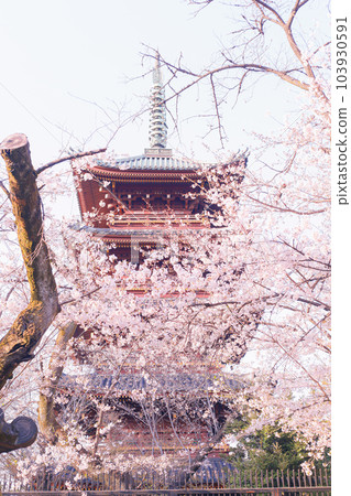 （東京）五層寶塔和櫻花 103930591