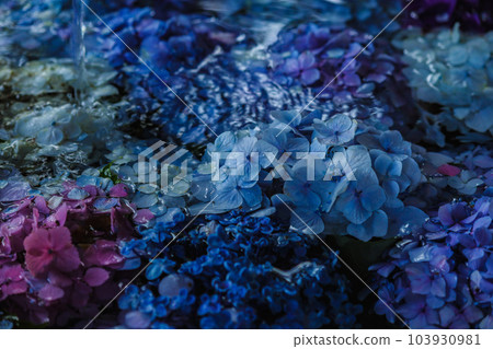 (Kanagawa Prefecture) Kamakura Hydrangea (Kanagawa Prefecture) Kamakura Hydrangea 103930981