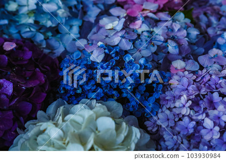 (Kanagawa Prefecture) Kamakura Hydrangea (Kanagawa Prefecture) Kamakura Hydrangea 103930984