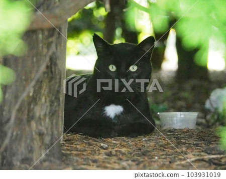 A black cat looking at you from the shade of a tree 103931019