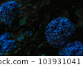 (Kanagawa Prefecture) Kamakura Hydrangea 103931041
