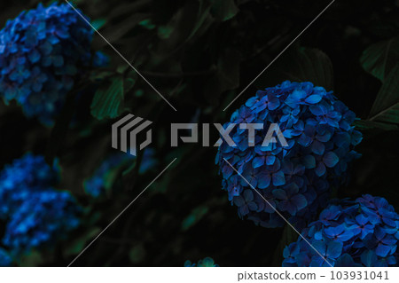 （神奈川縣）鎌倉繡球花 103931041