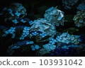 (Kanagawa Prefecture) Kamakura Hydrangea 103931042