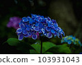 (Kanagawa Prefecture) Kamakura Hydrangea 103931043
