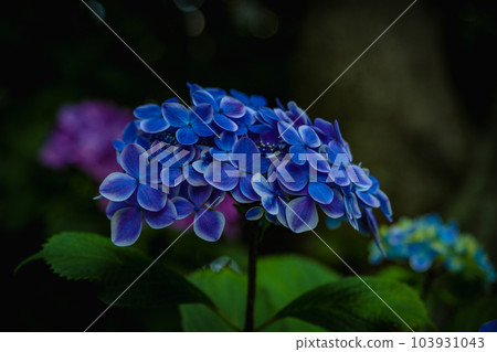 (Kanagawa Prefecture) Kamakura Hydrangea 103931043