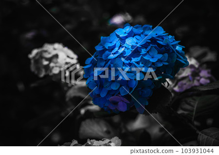 （神奈川縣）鎌倉繡球花 103931044