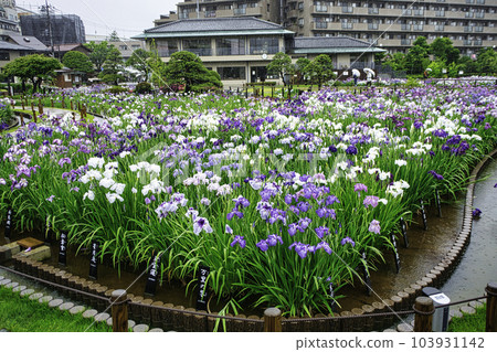 東京堀切葛飾鳶尾花節 103931142
