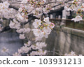 (Tokyo) Meguro River Sakura 103931213