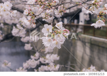 （東京）目黑川櫻花 103931213