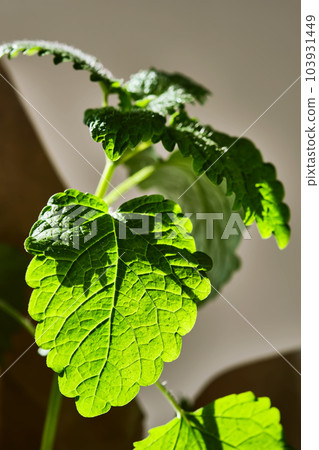 Close-up of a Mentha L. on the bush. Close-up of a Mentha L. on the bush. 103931449