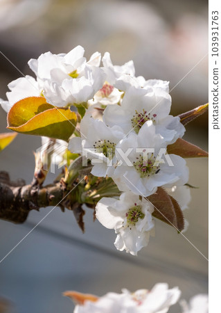 Nijisseiki梨花（鳥取縣百合濱市） 103931763