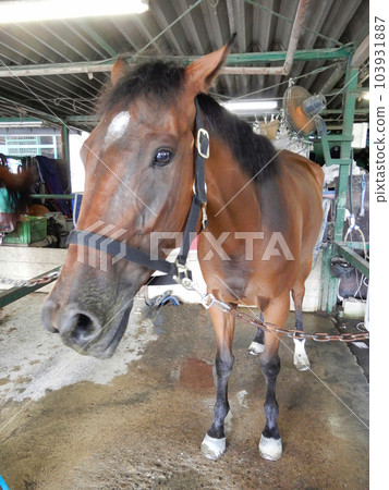 Thoroughbred waiting to be ridden Thoroughbred waiting to be ridden 103931887
