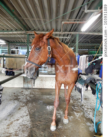 Thoroughbred waiting to be ridden Thoroughbred waiting to be ridden 103931889