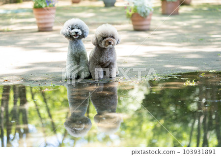 Toy Poodle Reflection Toy Poodle Reflection 103931891