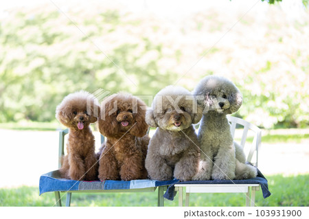A set of 4 toy poodles A set of 4 toy poodles 103931900