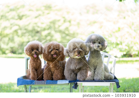 A set of 4 toy poodles 103931910