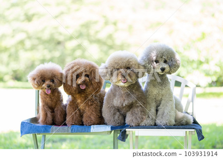 A set of 4 toy poodles 103931914