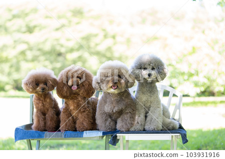 A set of 4 toy poodles 103931916