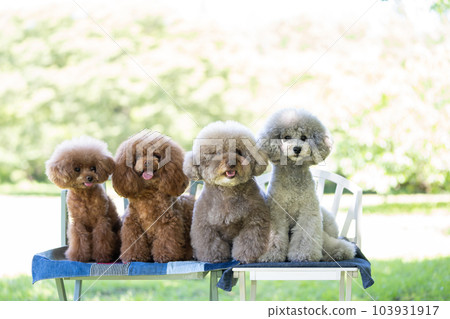 一套 4 只玩具貴賓犬 103931917