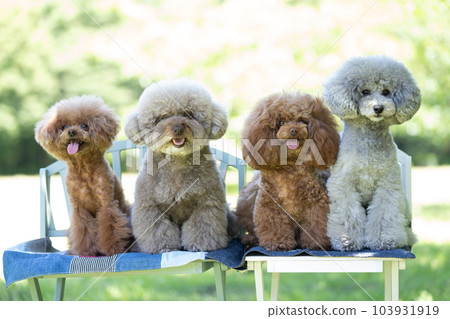 A set of 4 toy poodles 103931919