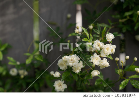 Photo of Mokkoubara and fence Photo of Mokkoubara and fence 103931974